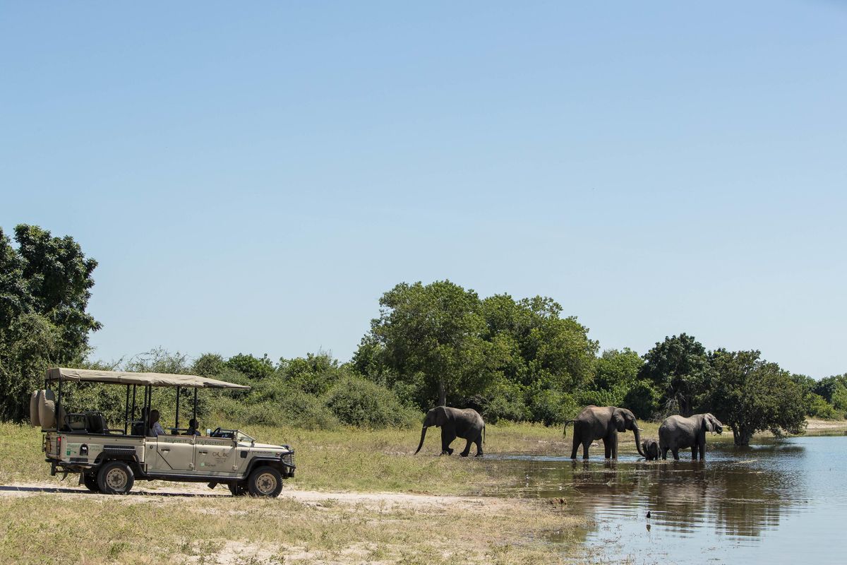 Chobe Game Lodge game drives
