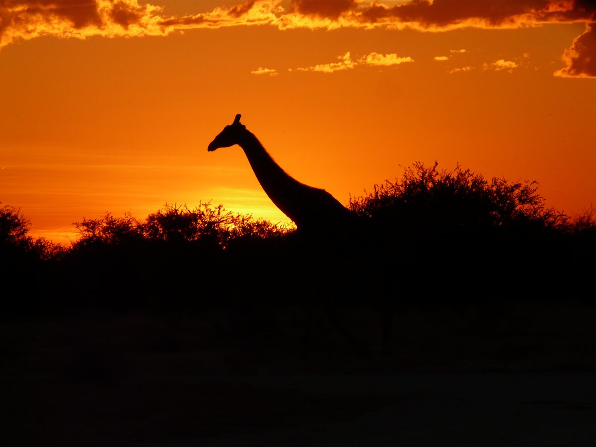 Etosha Sunset Giraffe