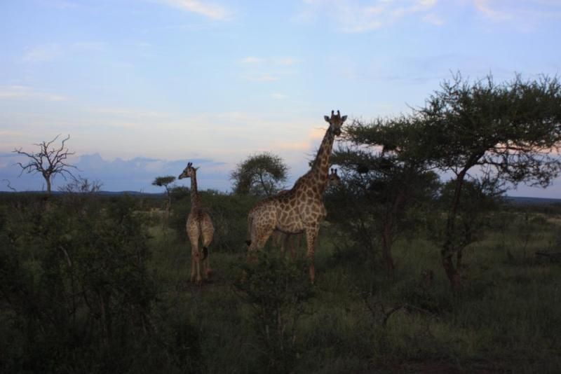 Giraffenfamilie in der Abenddämmerung