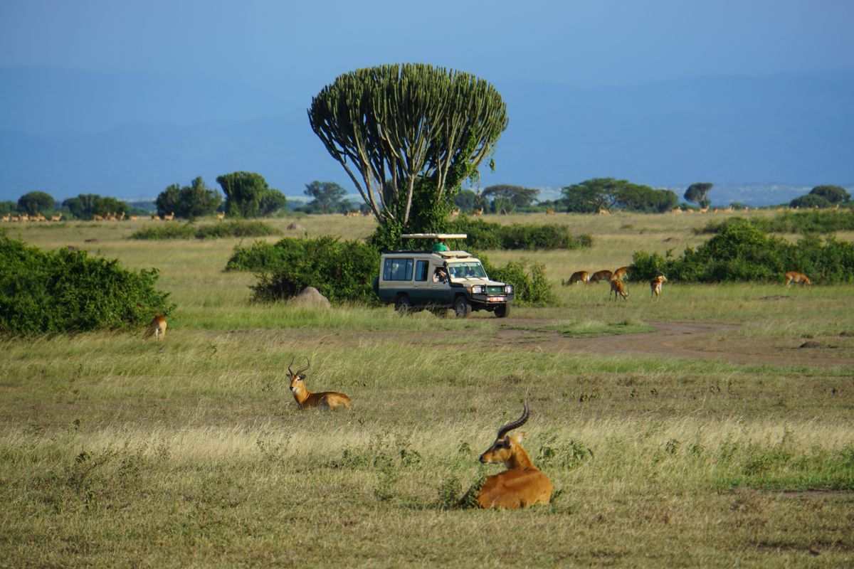 Queen E safari