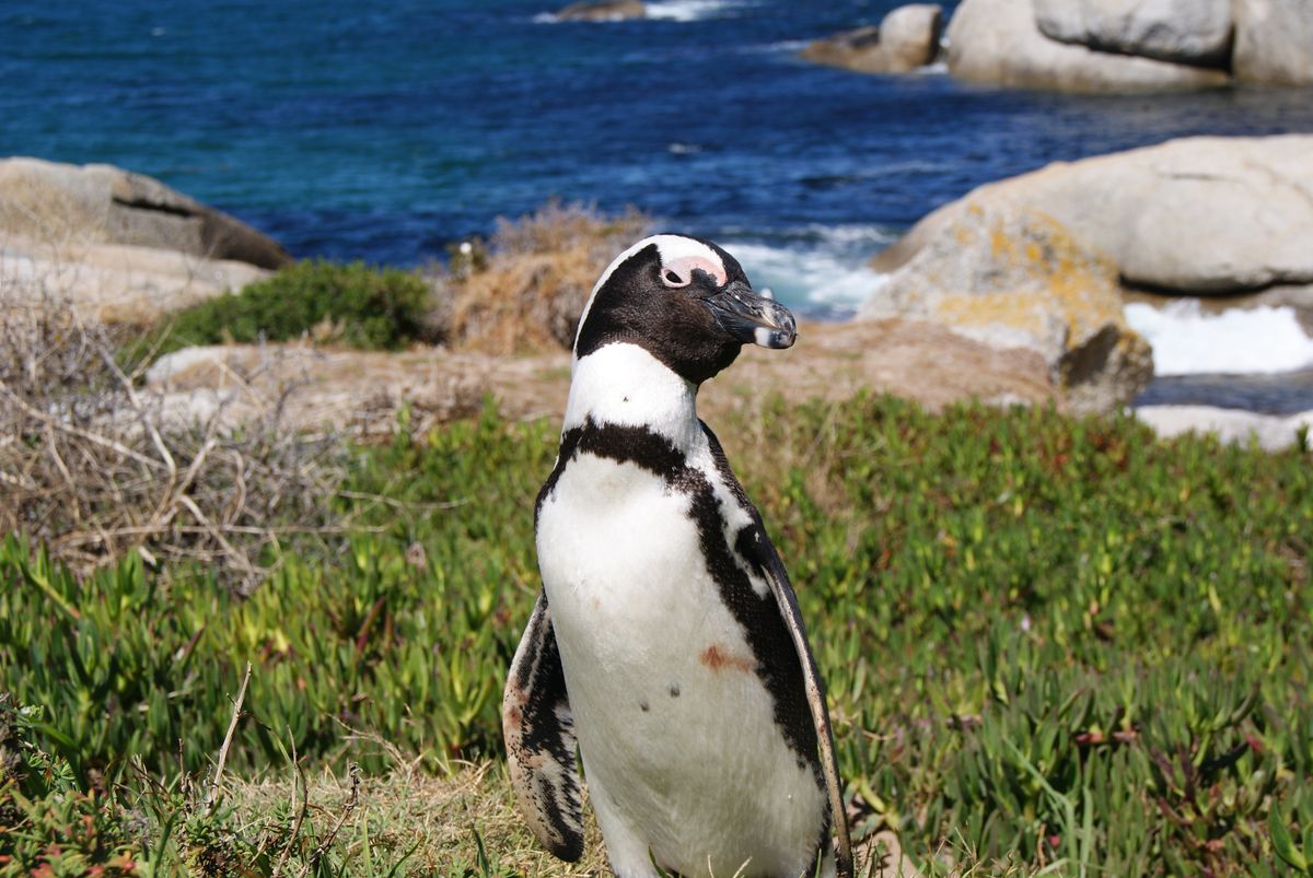 Pinguine am Boulders Beach