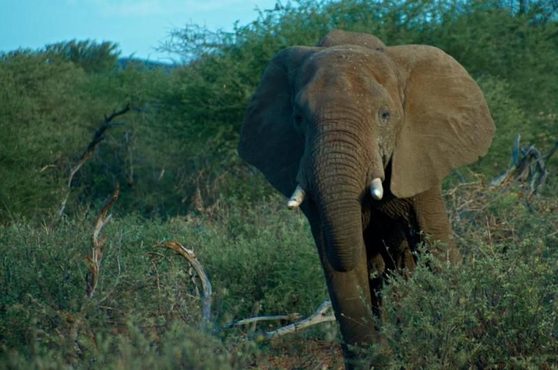 Elefant nähert sich neugierig