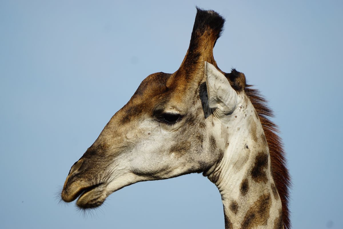 Krüger - Giraffe