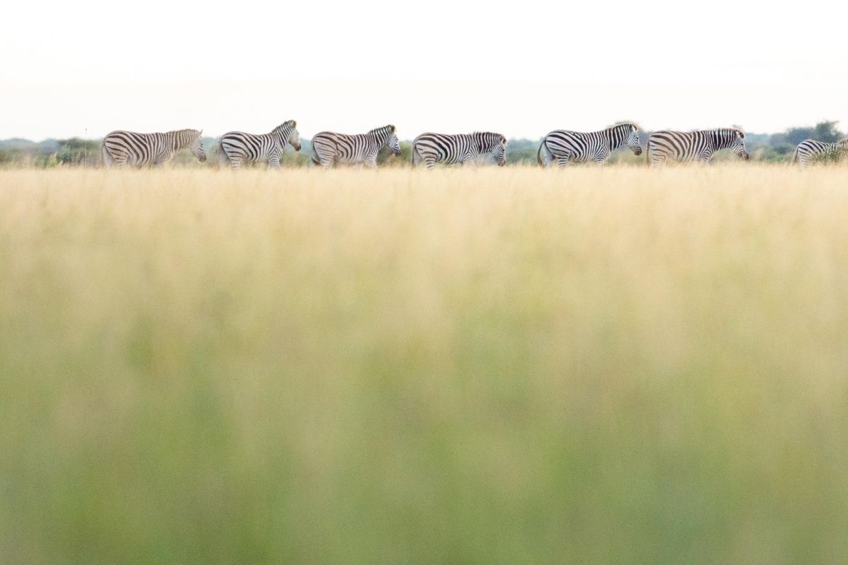 Nxai Pan Zebras