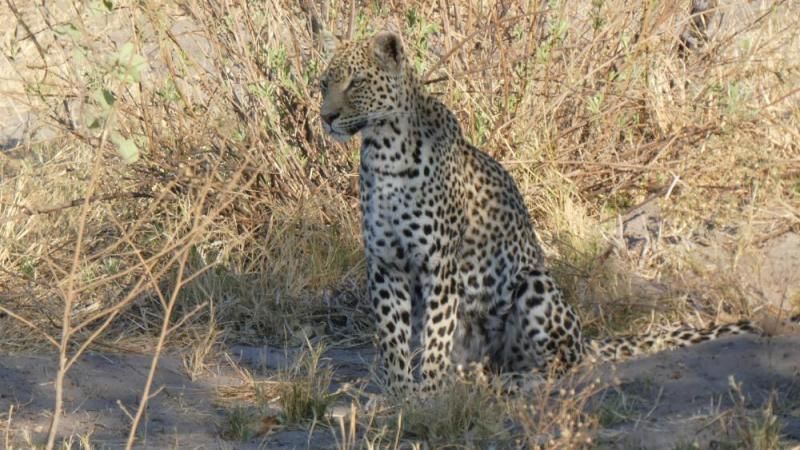 Leopard aufmerksam im Unterholz