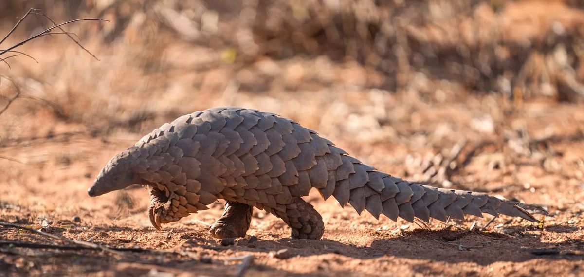 Okonjima pangolin