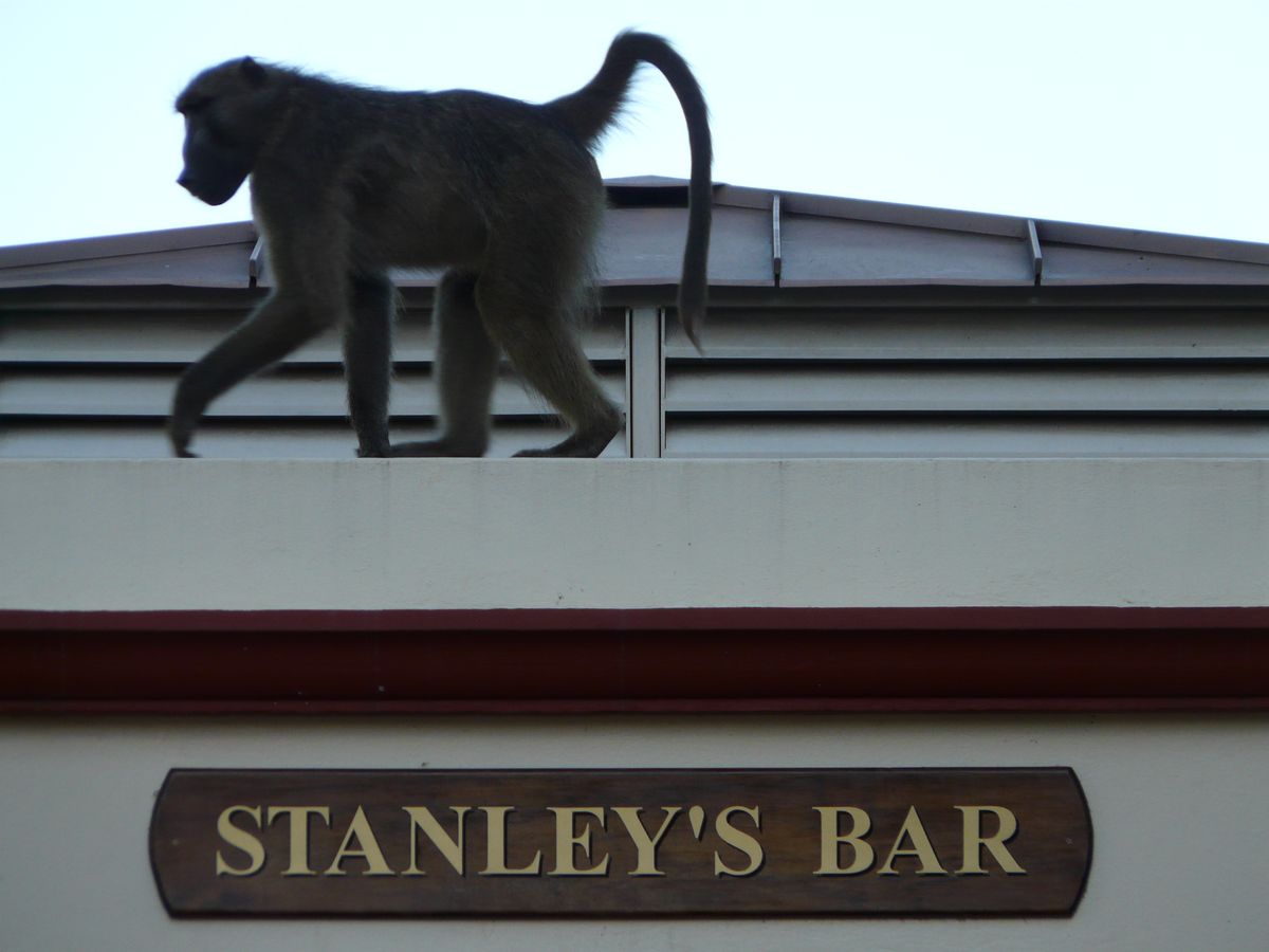 Vic Falls Baboon