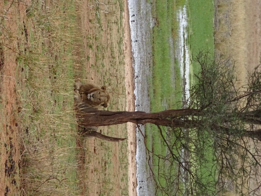 Tarangire lion