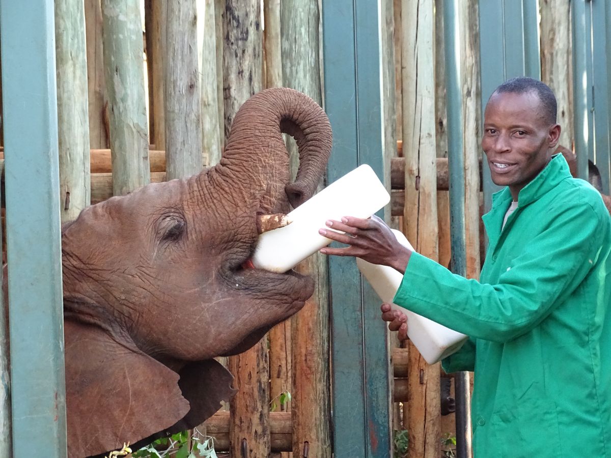 Nairobi Sheldrick elephant orphanage