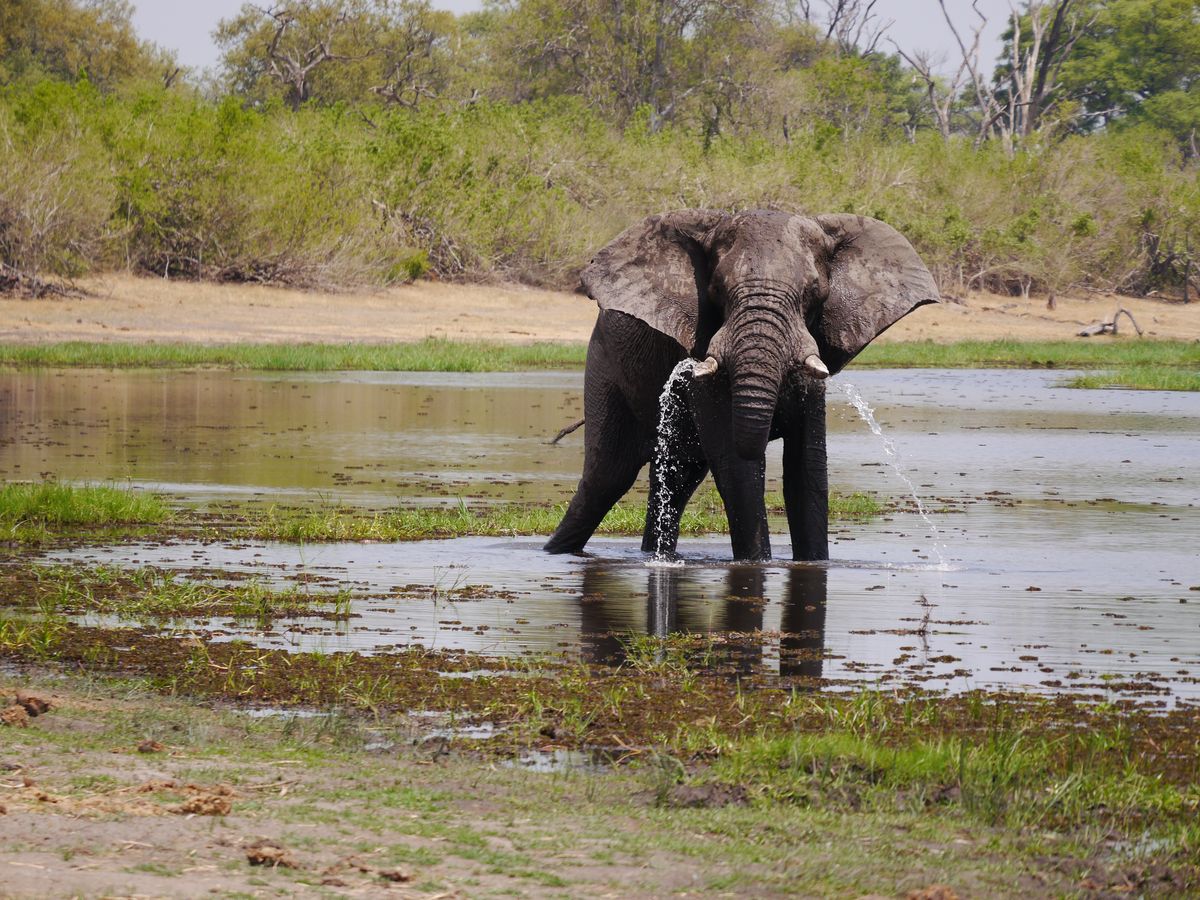 Elefant in Khwai