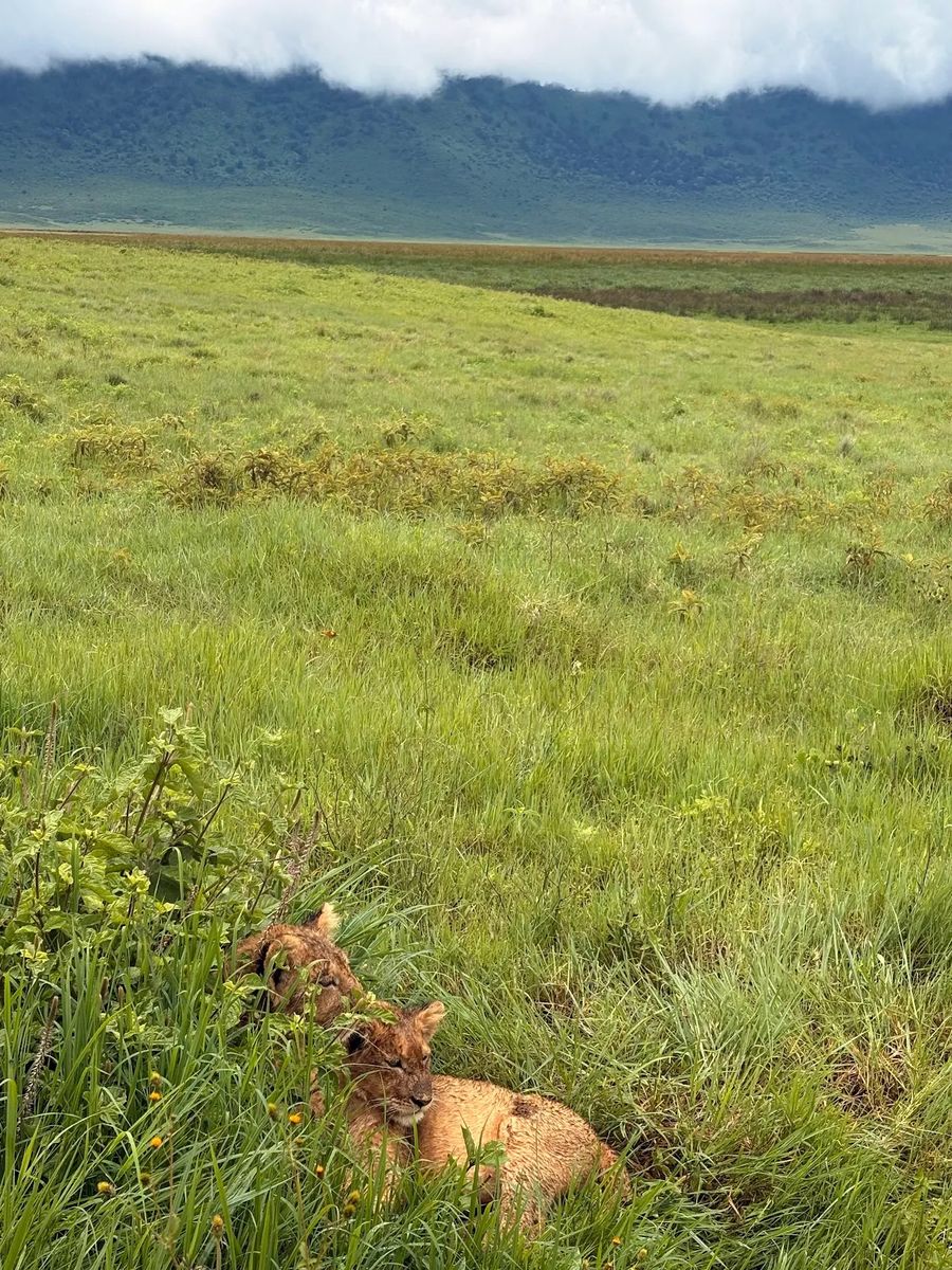 Löwenjungen Tanzania - M.Mahl