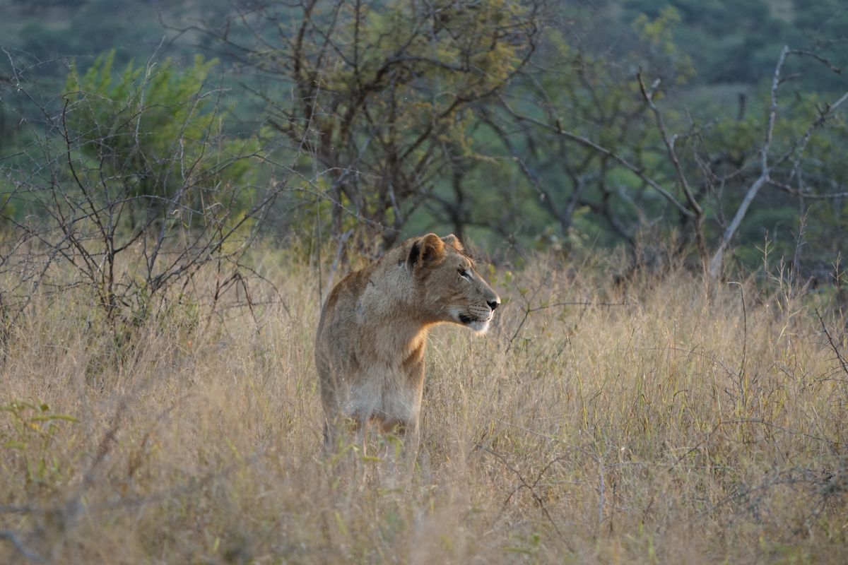 Kruger area lion