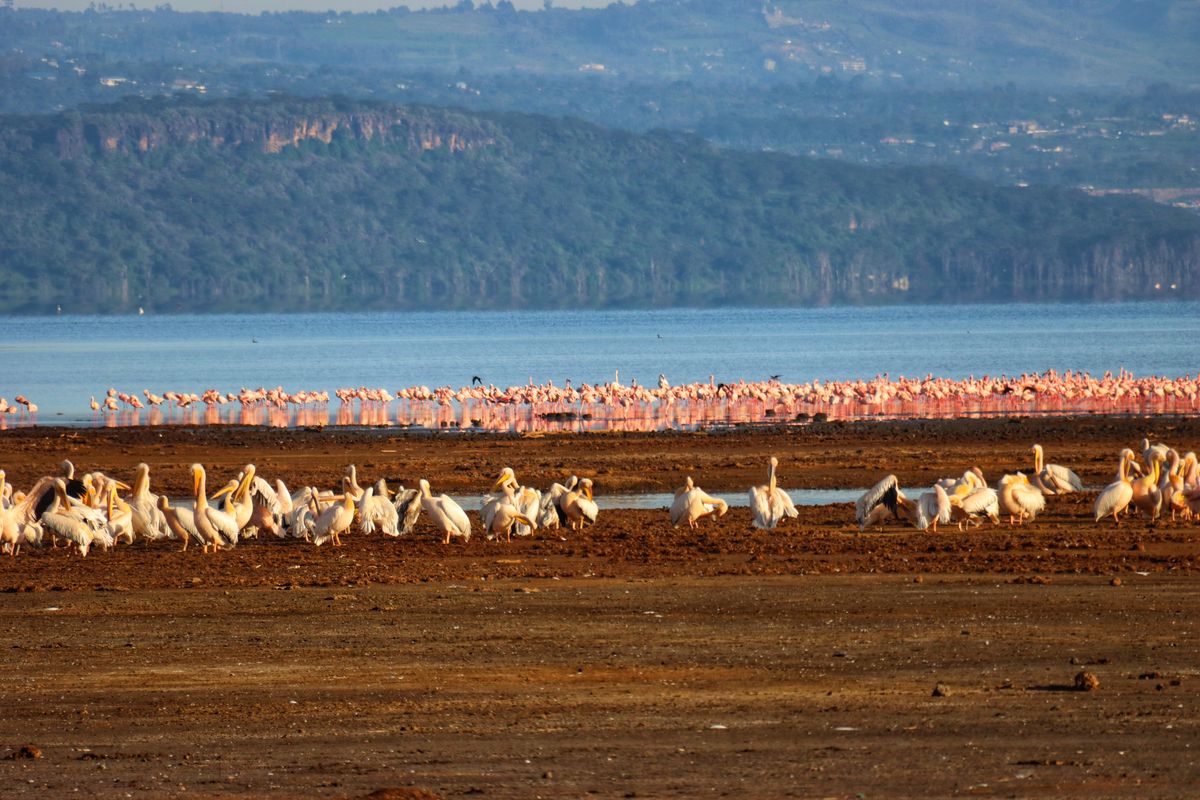 Lake Nakuru pelicans and flamingos