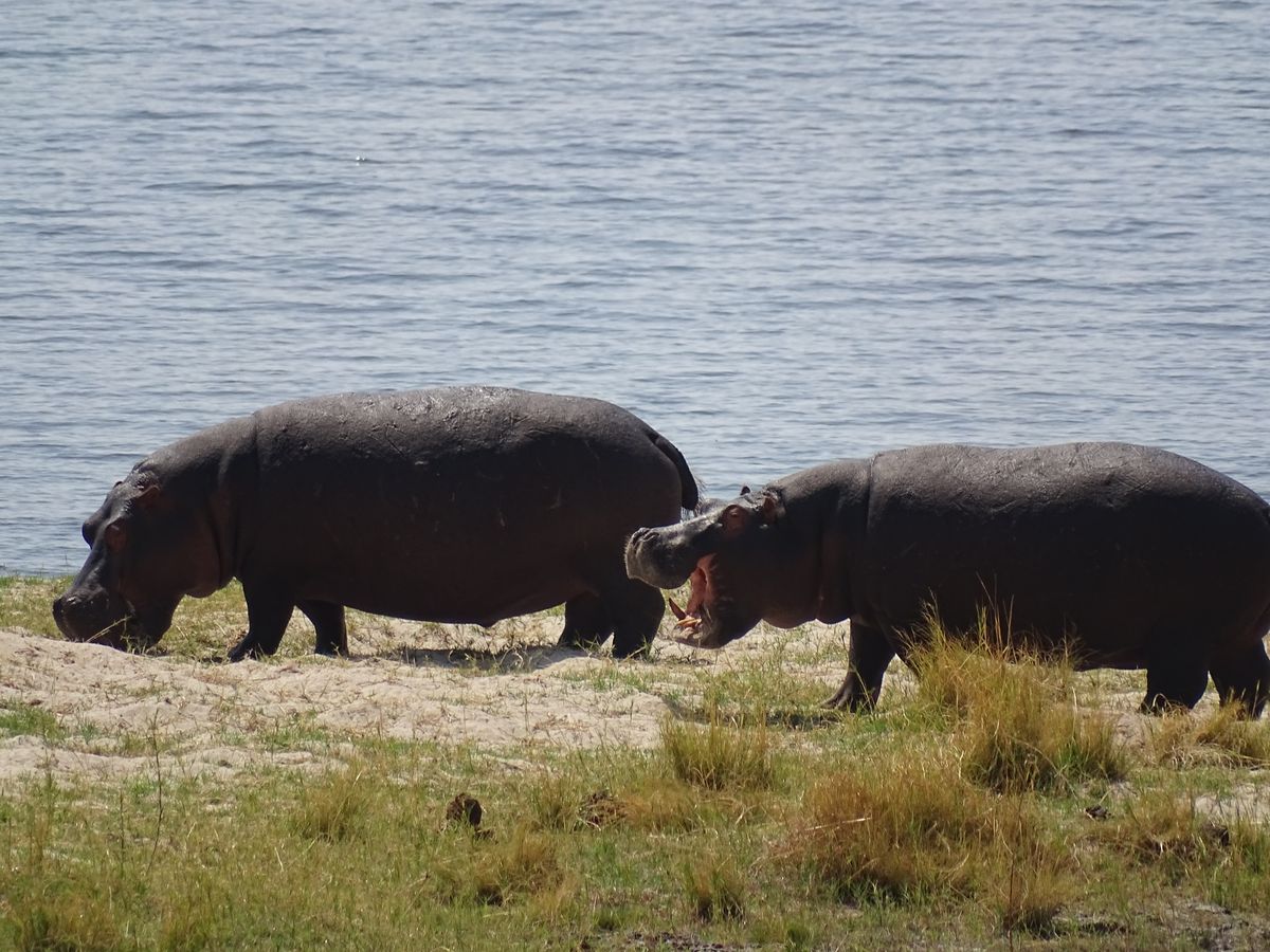 Chobe hippos