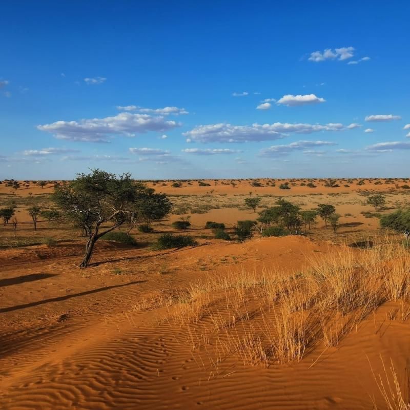 Weite der Kalahari mit Kameldornbäumen