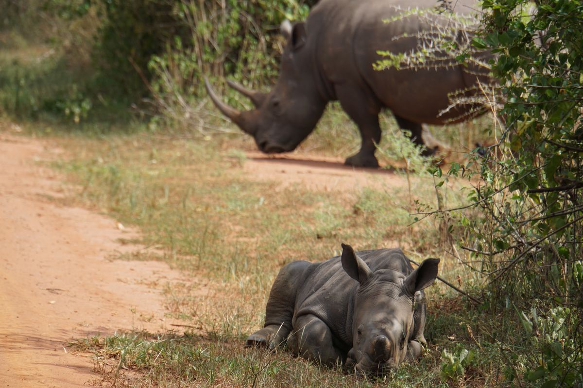 Ziwa rhino baby