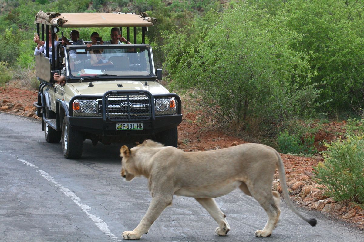 Sun City game drive lion