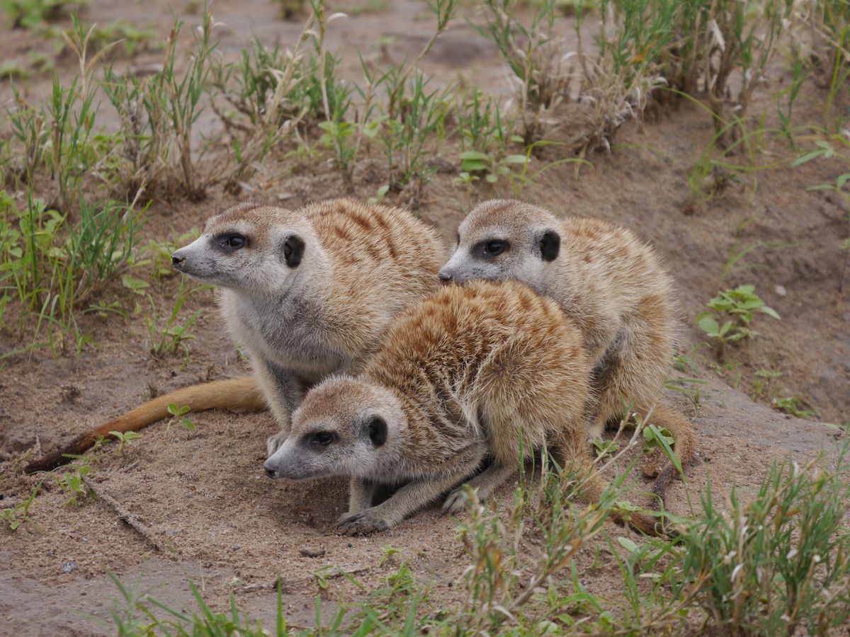 Makgadikgadi erdmännchen family