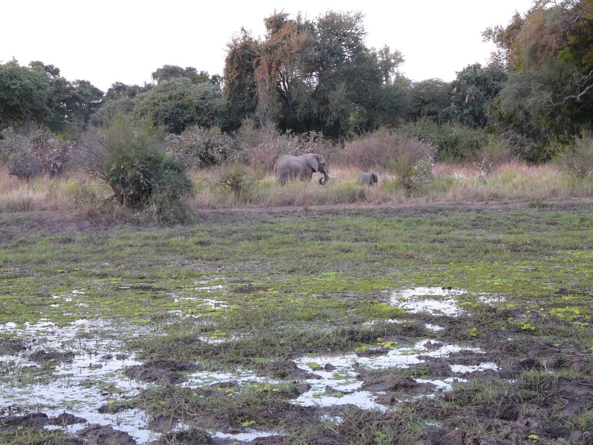 Luangwa elephants