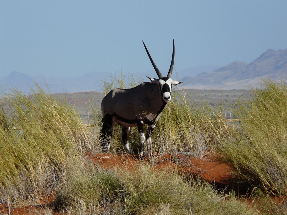 Namib Rand oryx