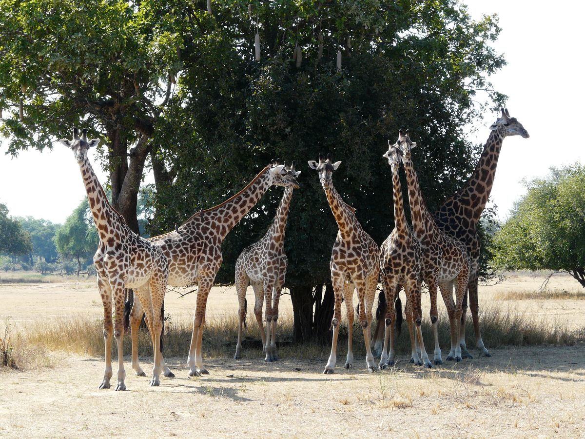 Luangwa giraffen