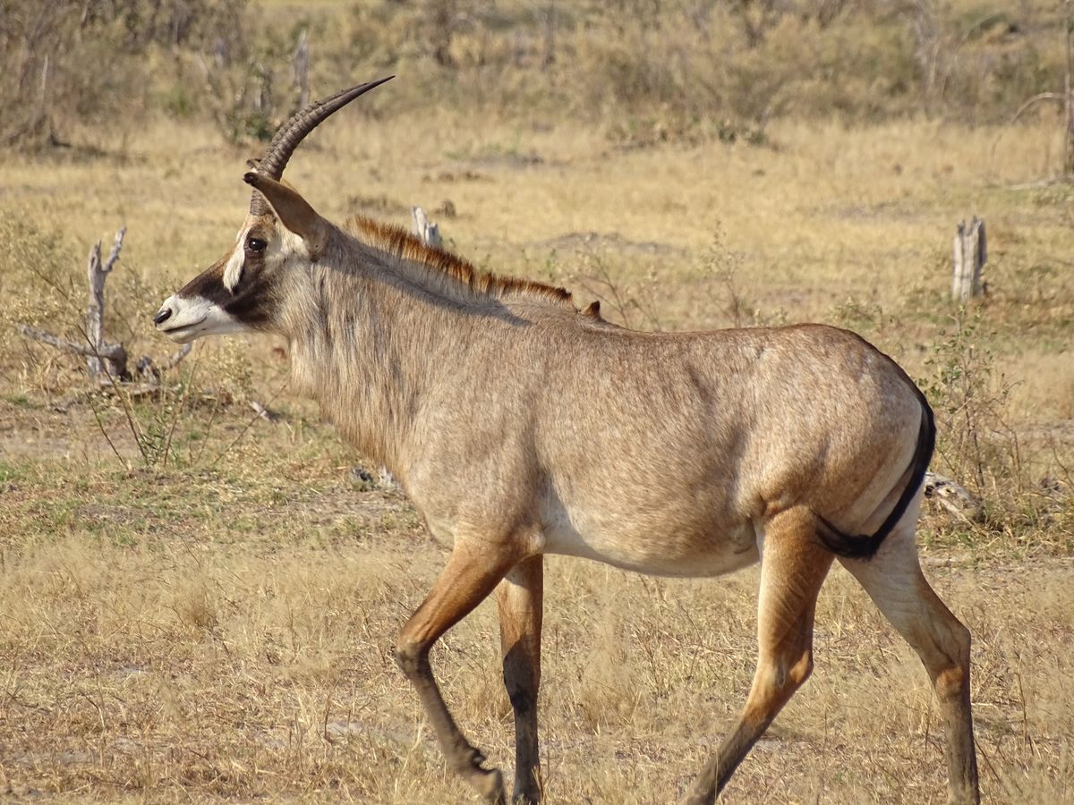 Savuti Roan Antelope