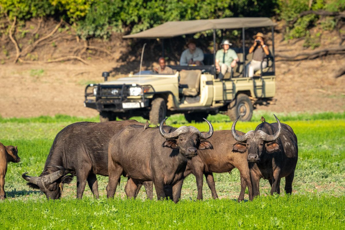 Nsefu buffalos