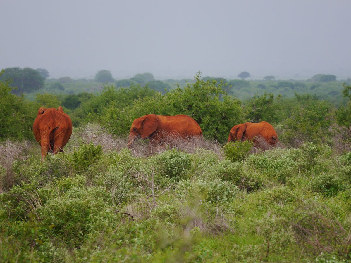 Tsavo West red elephants