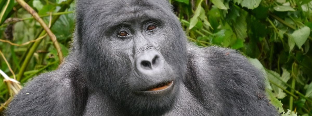 Auf zum Gorilla-Trekking!