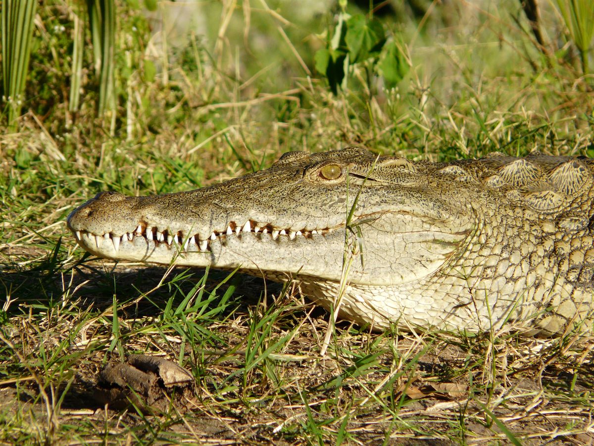 Liwonde croc