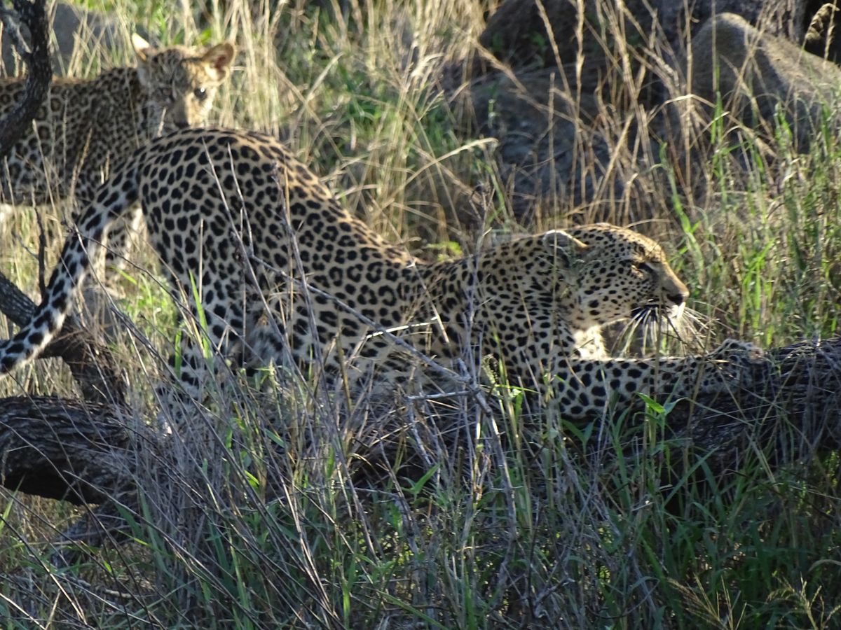 Timbavati leopard