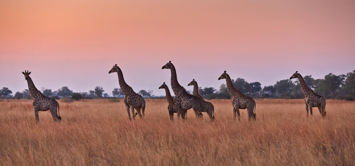 Nxai Pan giraffes