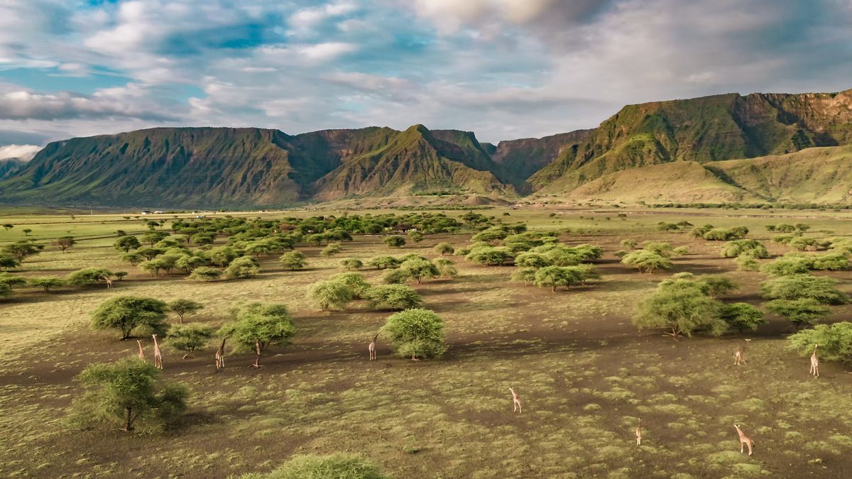 Ol Doinyo region giraffes