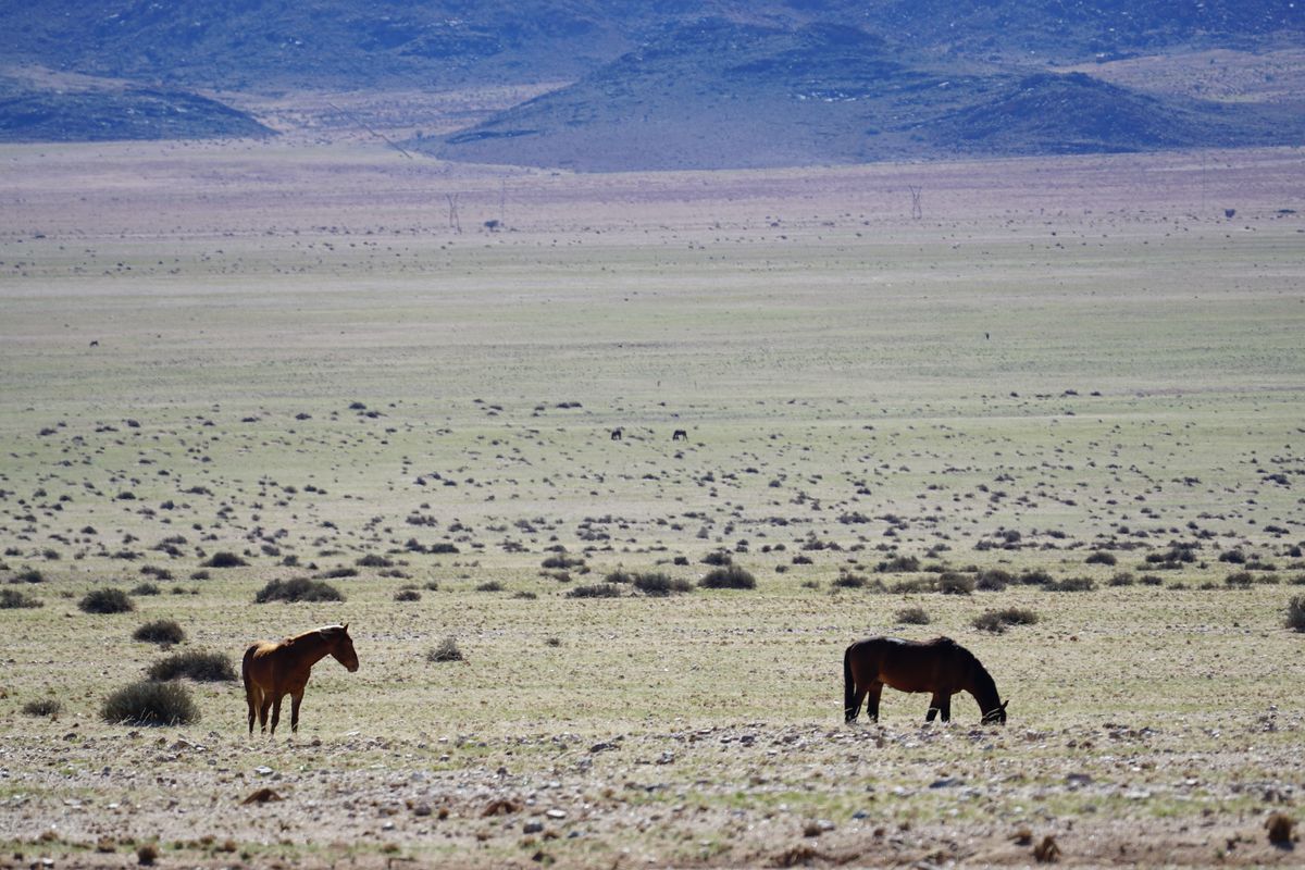Aus wild horses