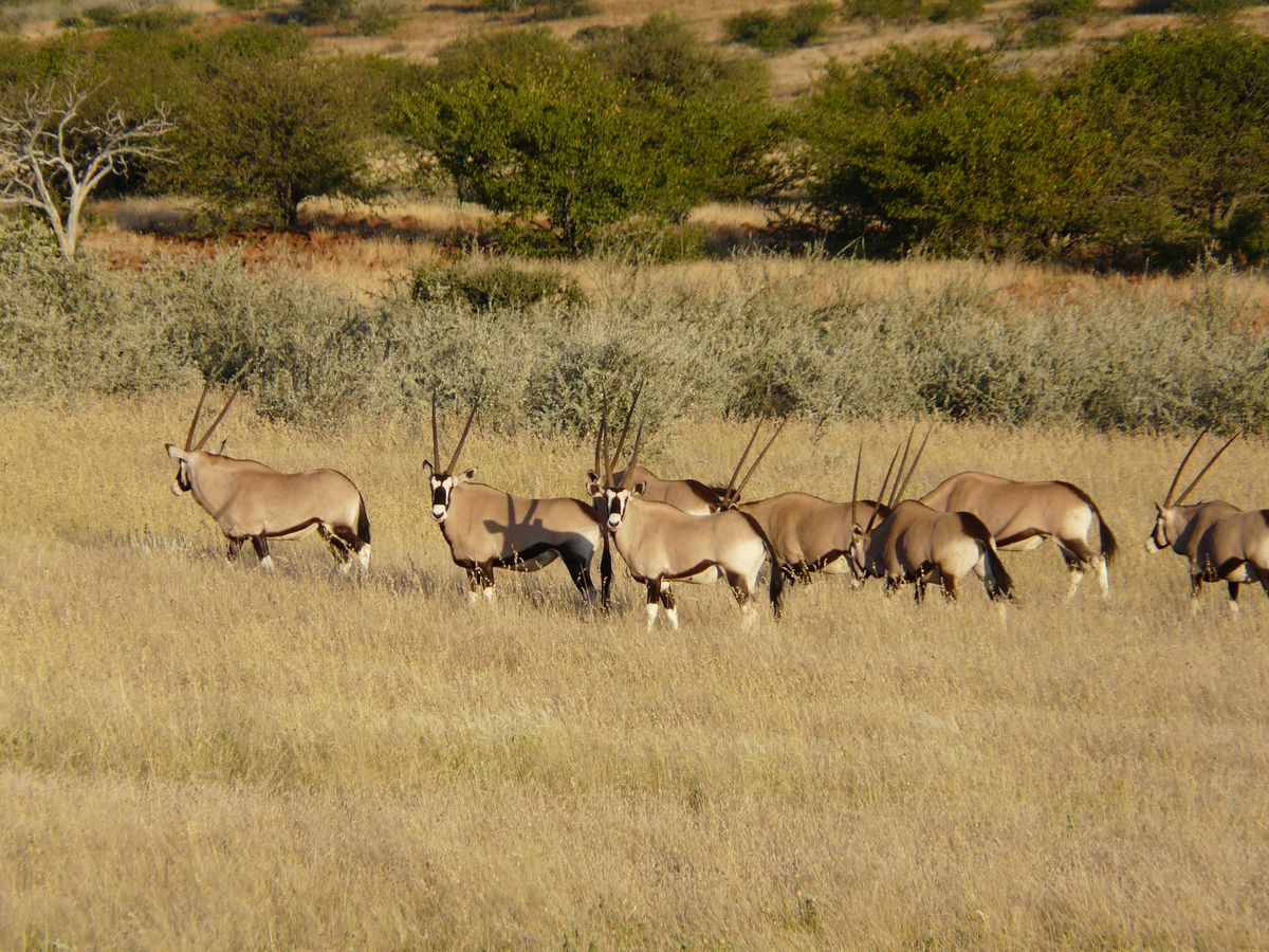 Damaraland oryx