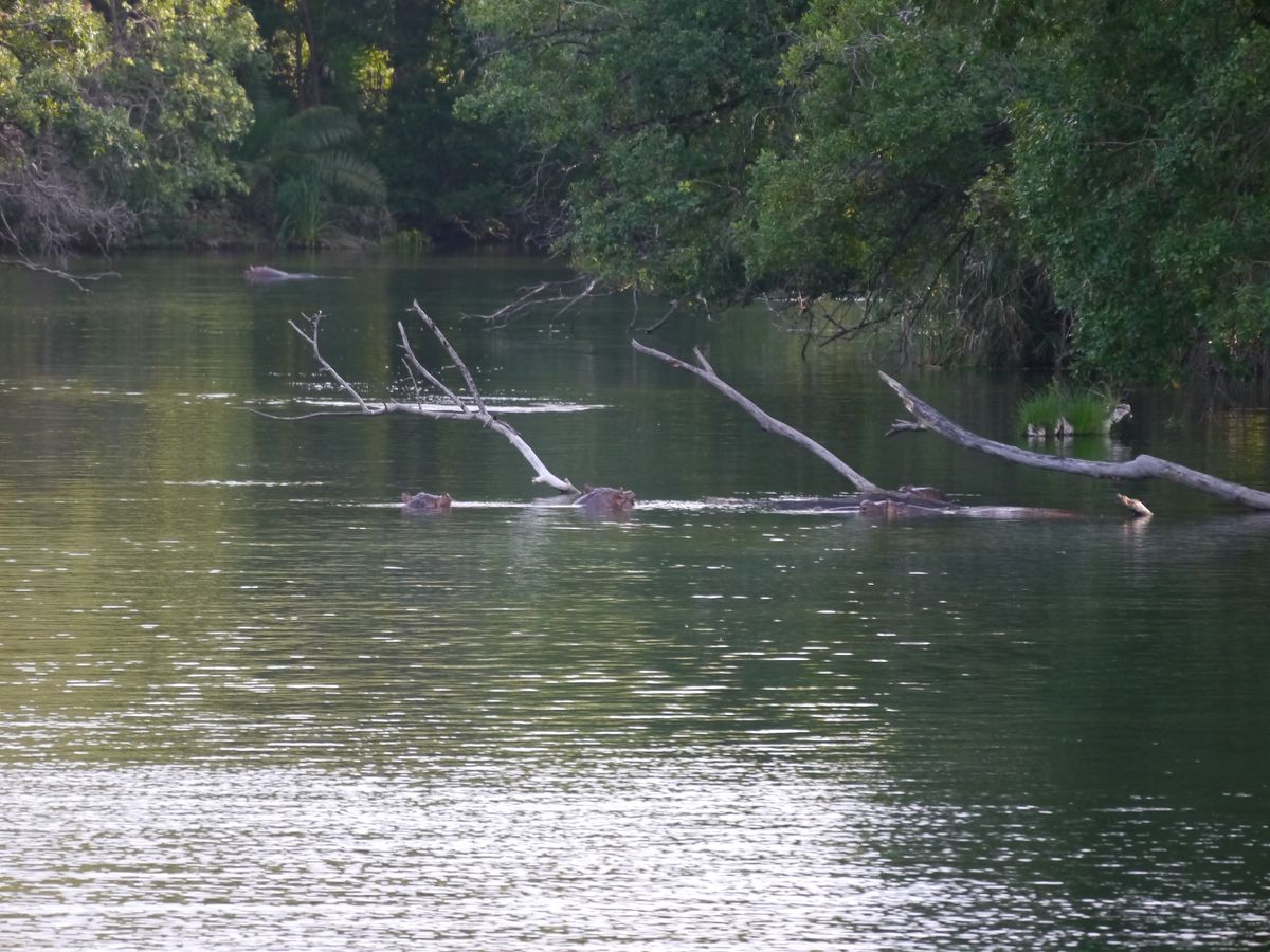 Tsavo West mzima hippos