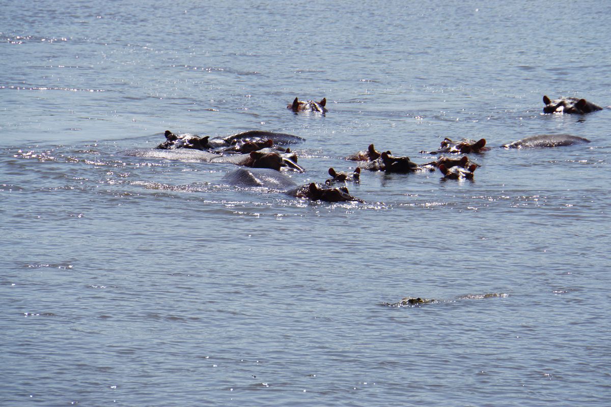 Murchison hippos