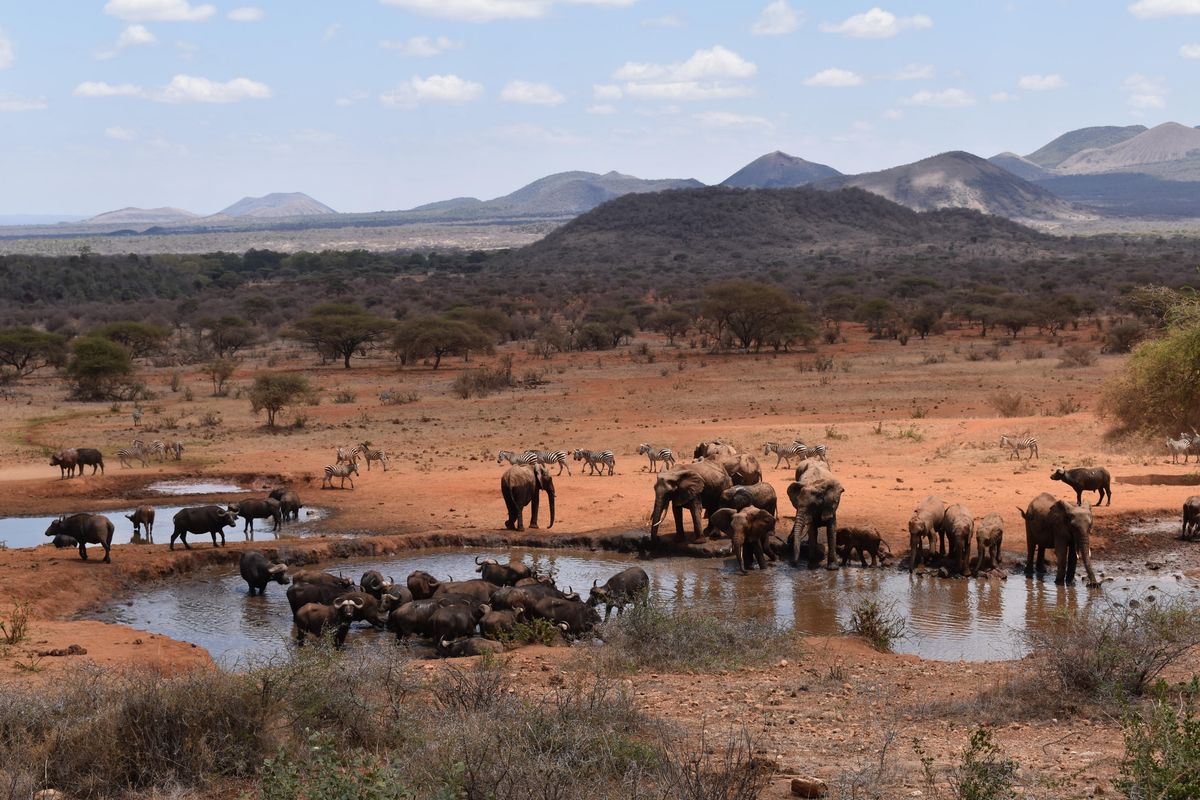 Tsavo West waterhole