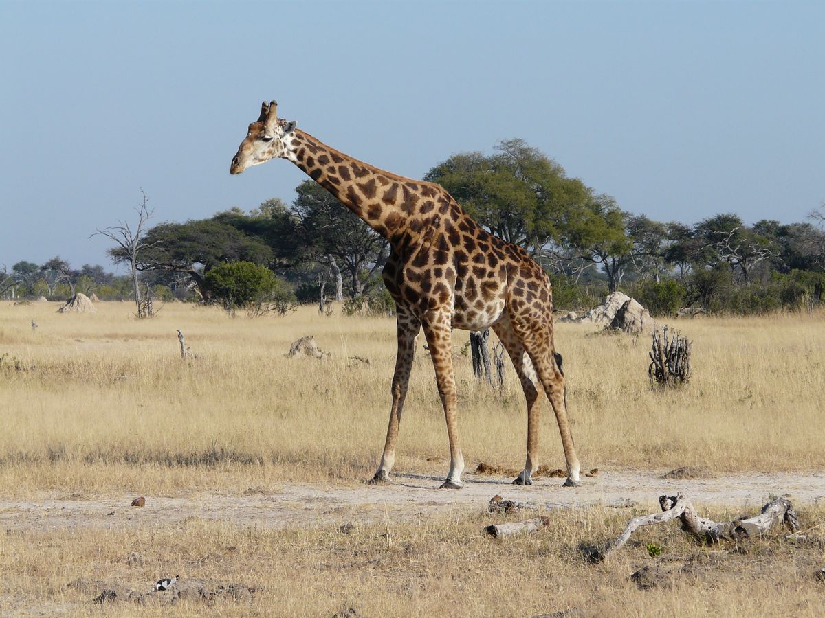 Hwange giraffe