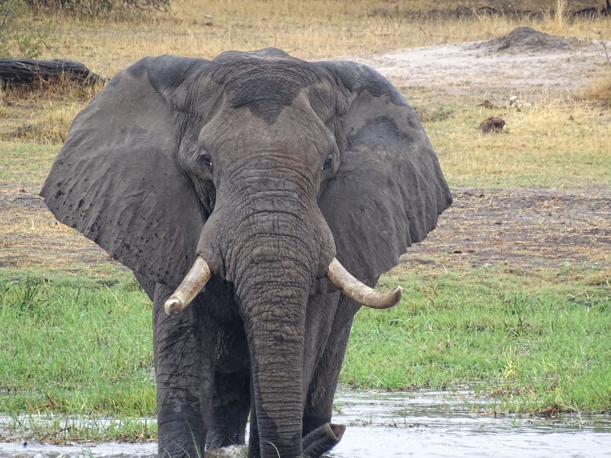 Moremi elefant