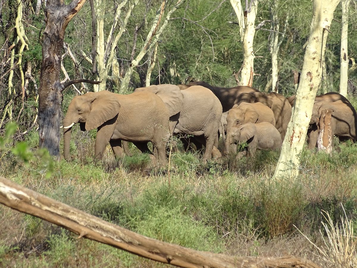Krüger North elephants in fever tree forest