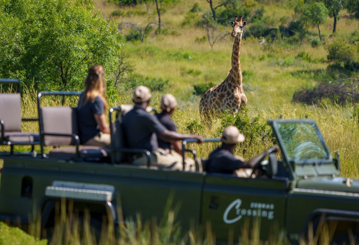 Zebras Crossing game drive