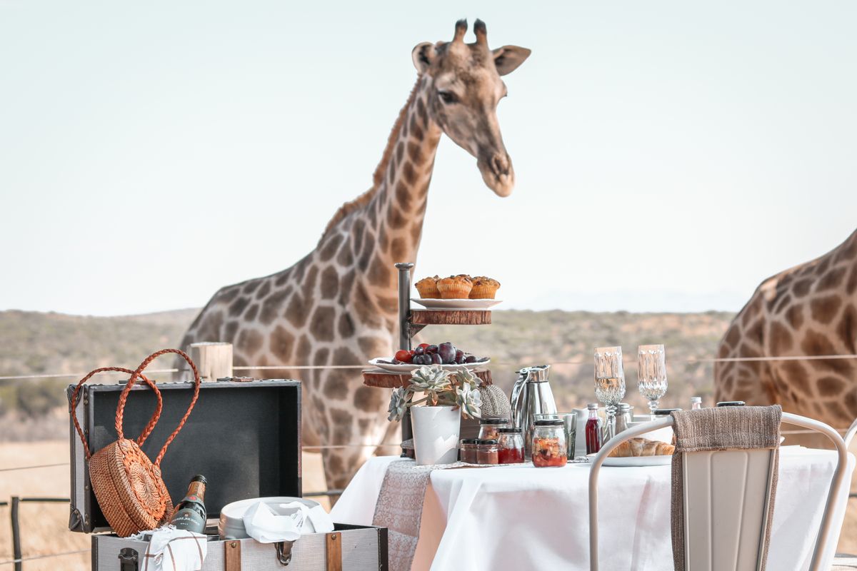 Voigtland Guesthouse high tea with giraffe