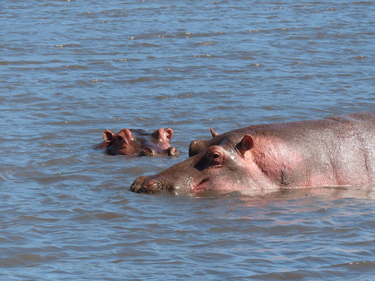Lake Manyara hippos