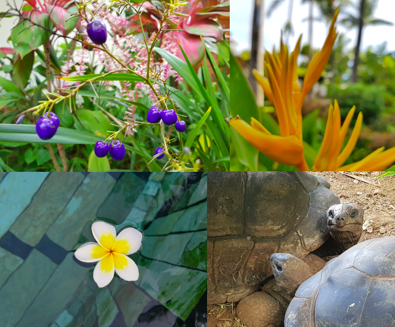 Flitterwochen auf der paradiesischen Insel Mauritius
