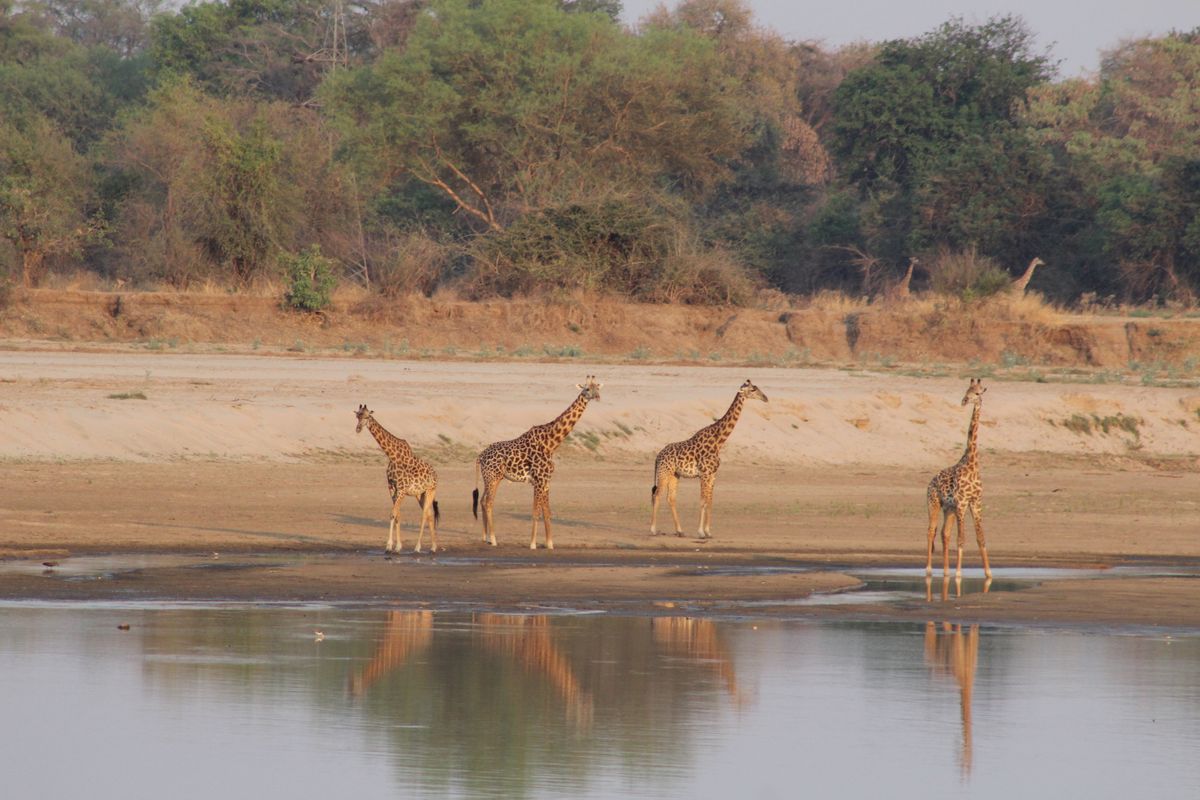 Safari-Experten fahren nach Sambia