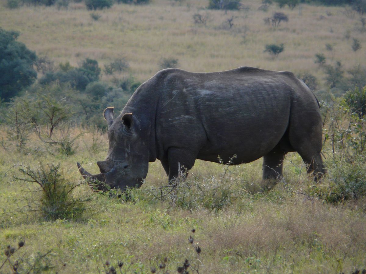 Pilanesberg Nationalpark