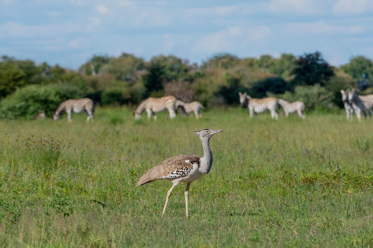 Nxai Pan Trappe Zebras