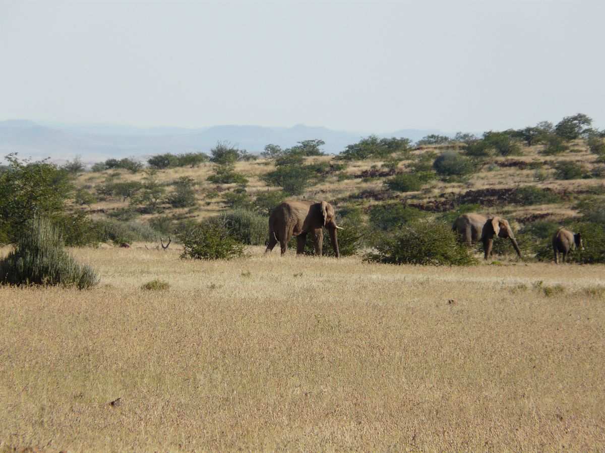 Damaraland elis