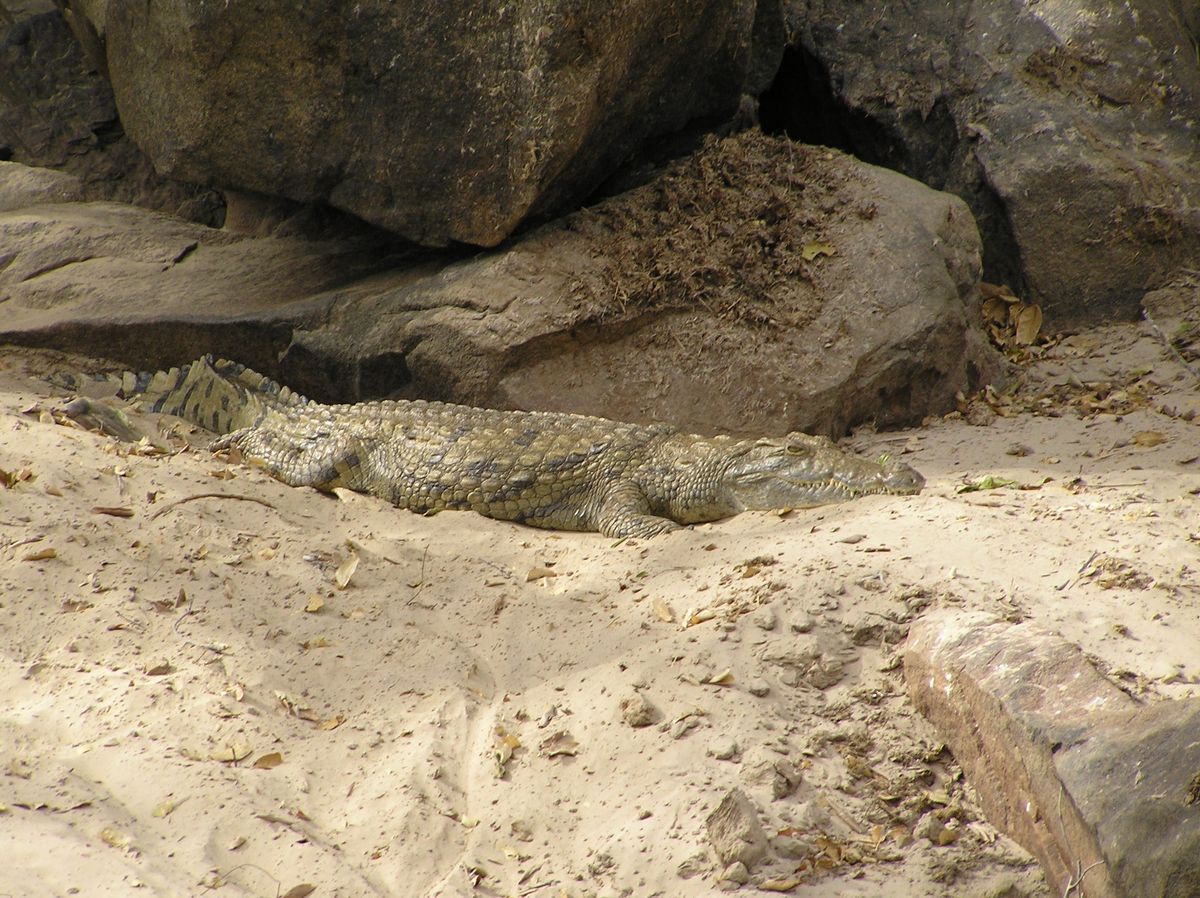 Nyerere croc